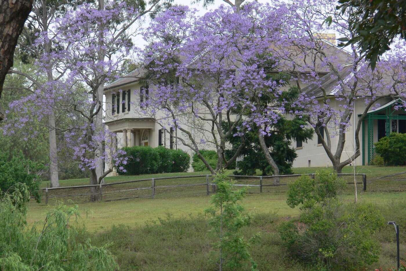 Old Government House in Parramatta Park with jacaranda trees in purple bloom