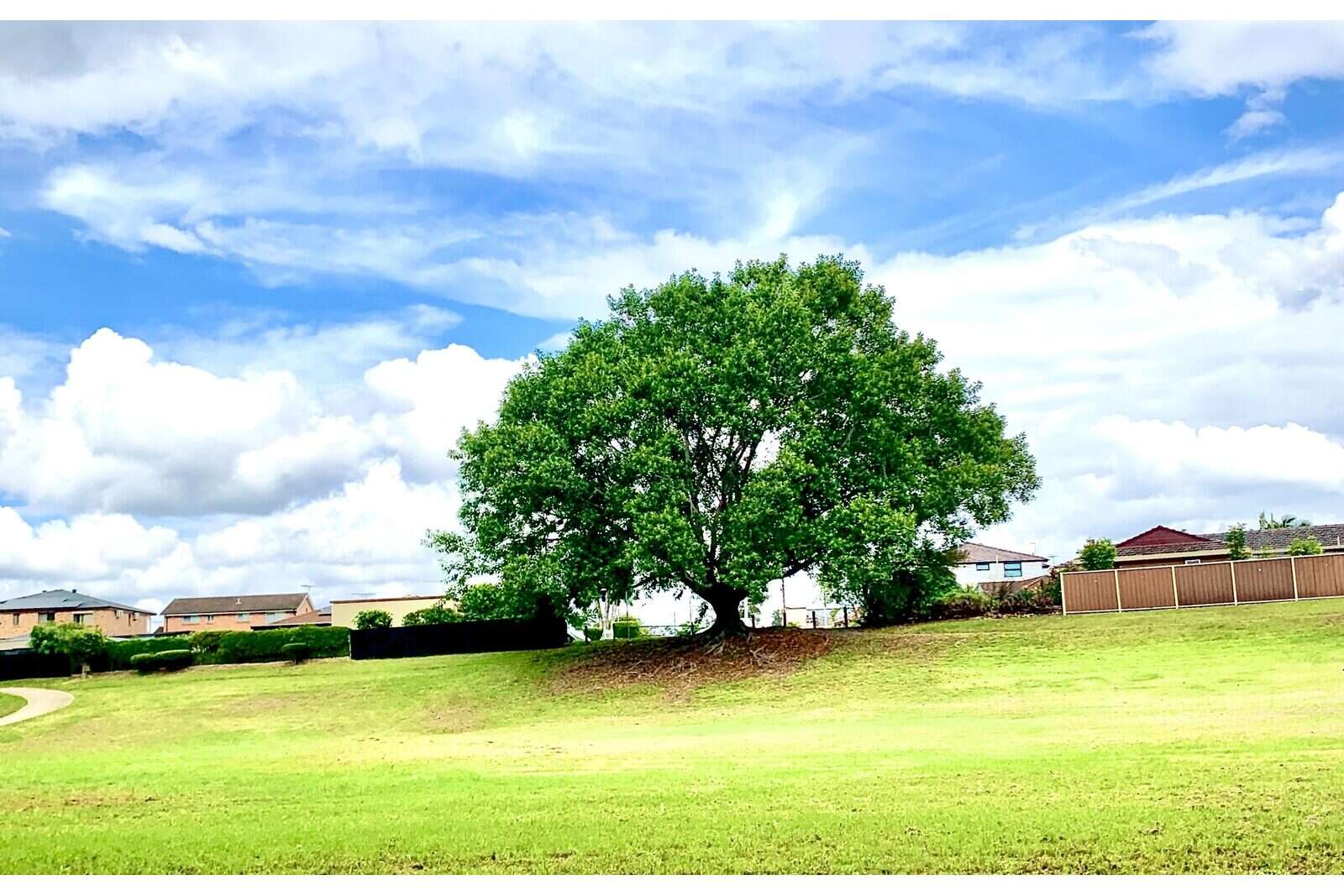 Large fig tree on open lawn under a blue sky in Bernadette Park, Fairfield, Western Sydney
